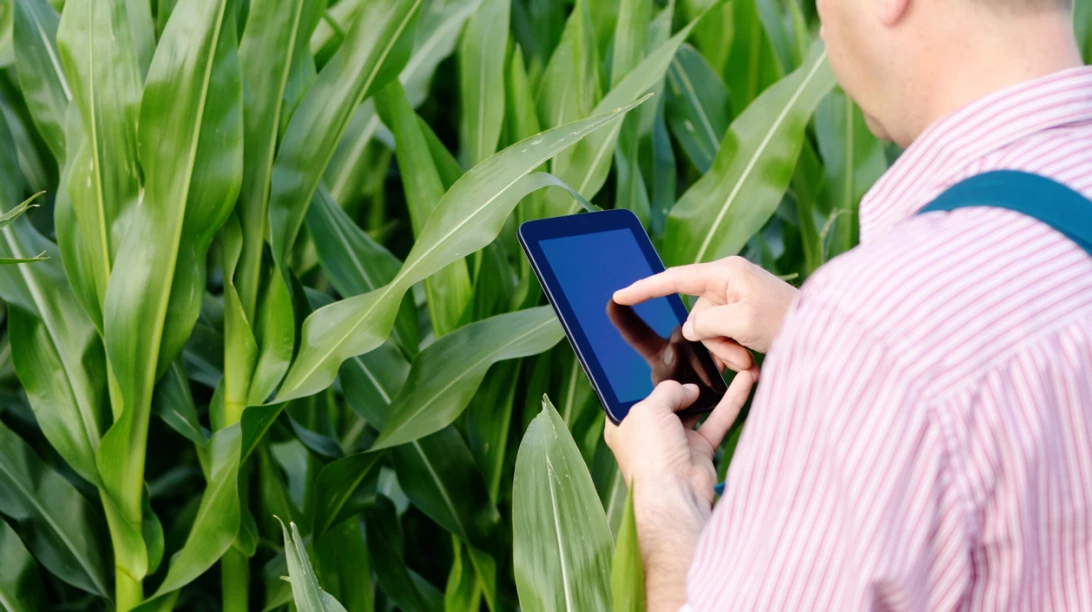 Personne avec son téléphone portable devant son champ