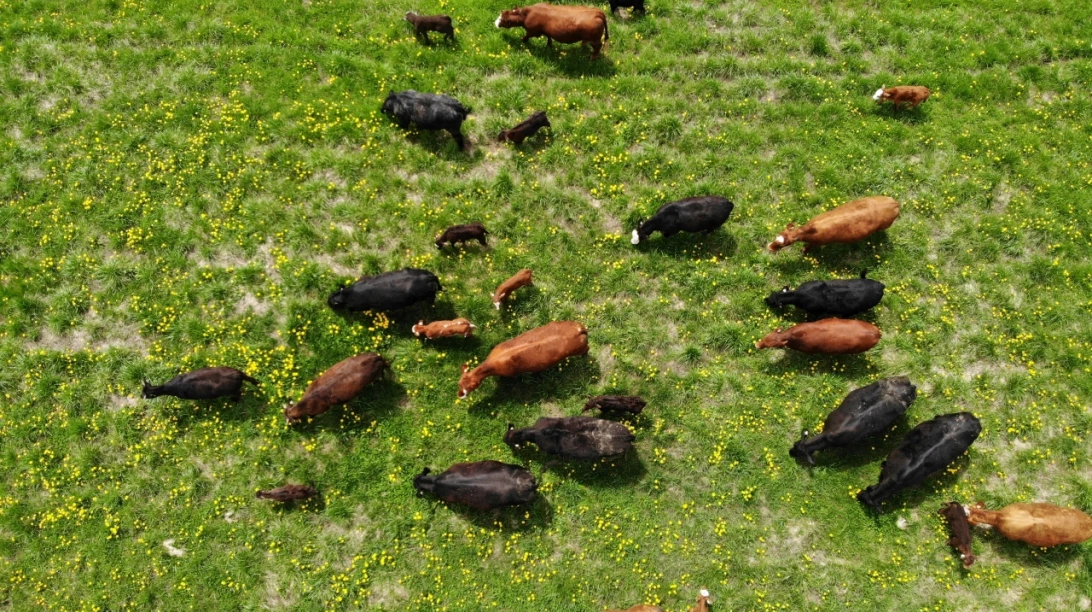 Bovins dans un champ