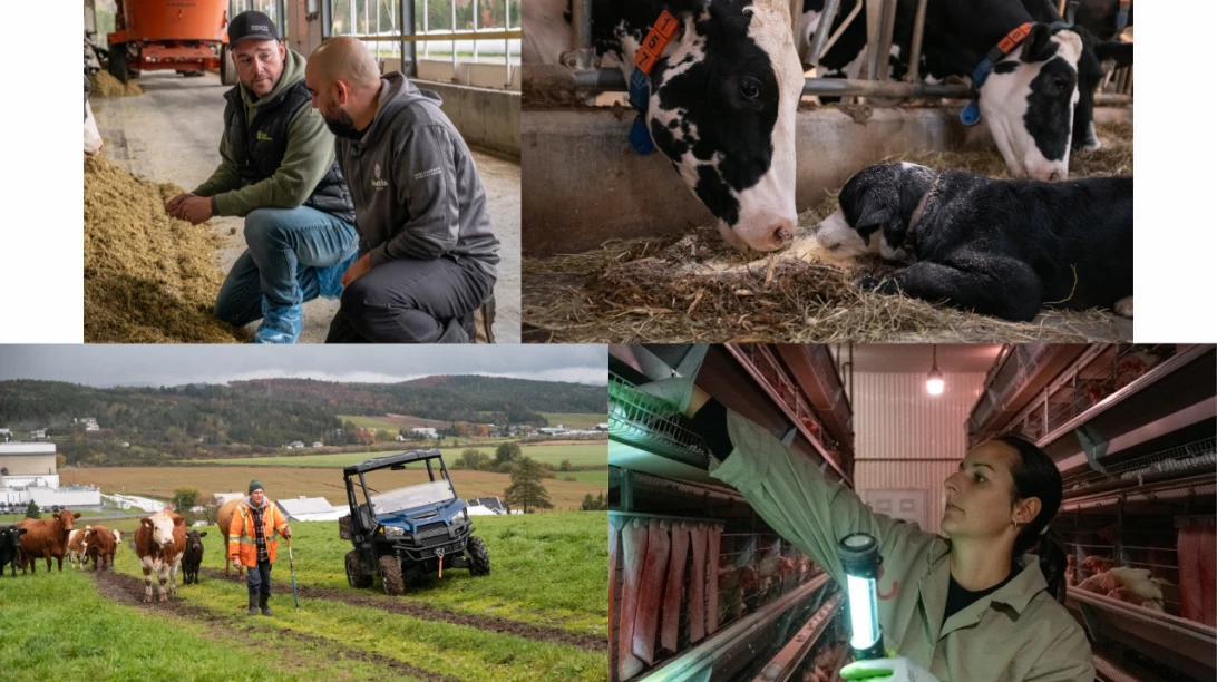 Mosaïque représentant les coulisses du Prix relève Sollio