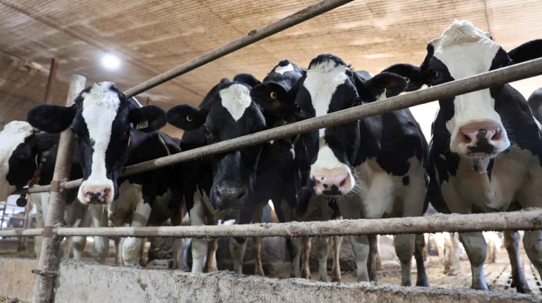 Vaches