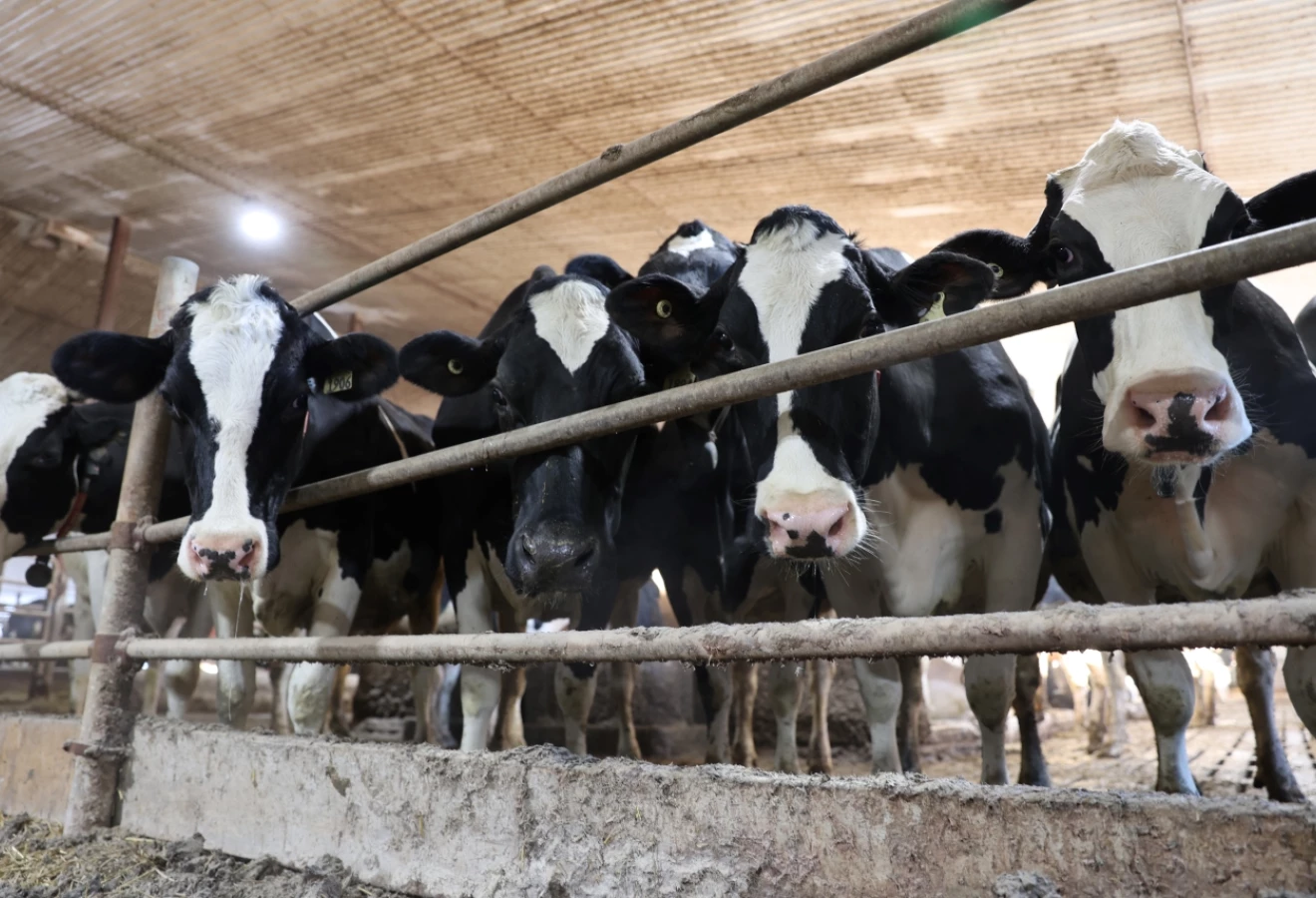 Vaches