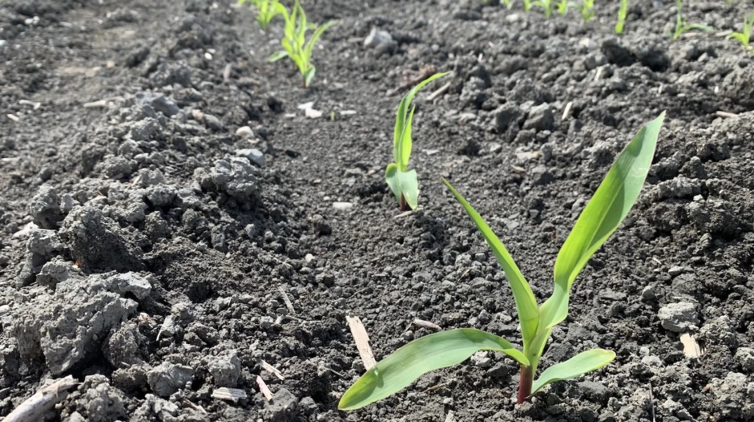Jeune plant de maïs - Ferme de recherche de Sollio Agriculture.