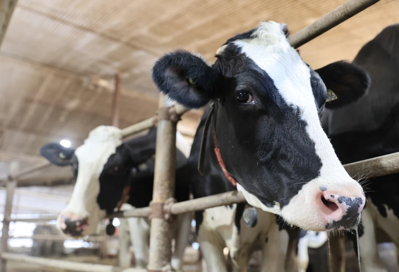 Vaches Holstein