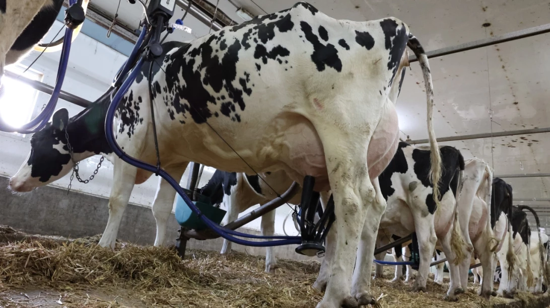 Vaches Holstein en pleine traite