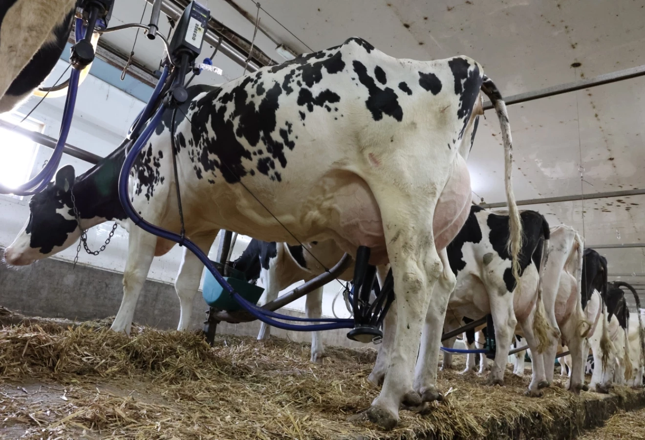 Vaches Holstein en pleine traite
