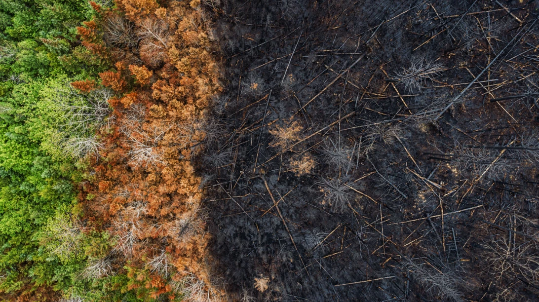 Fin d'un feu de forêt canadien