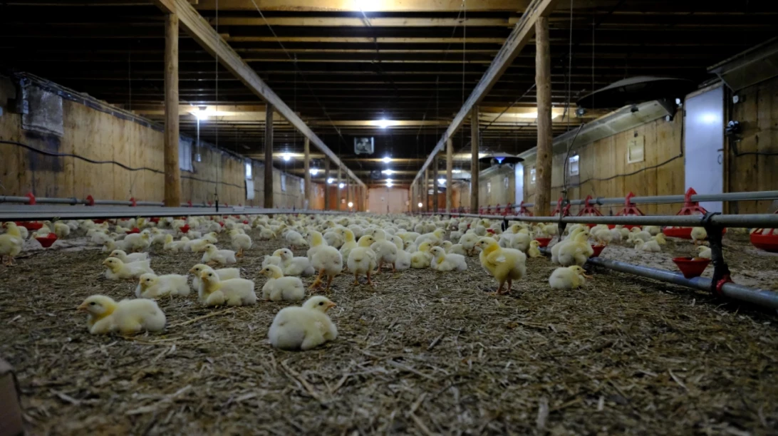 Poussins dans un bâtiment