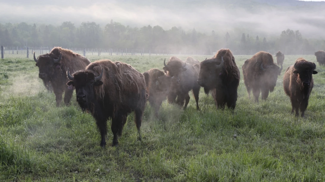 Bisons dans le brouillard