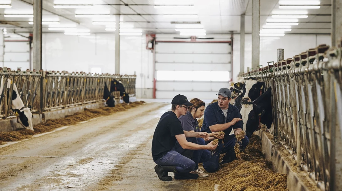 Deux producteurs laitiers et une experte-conseil regardant de la moulée