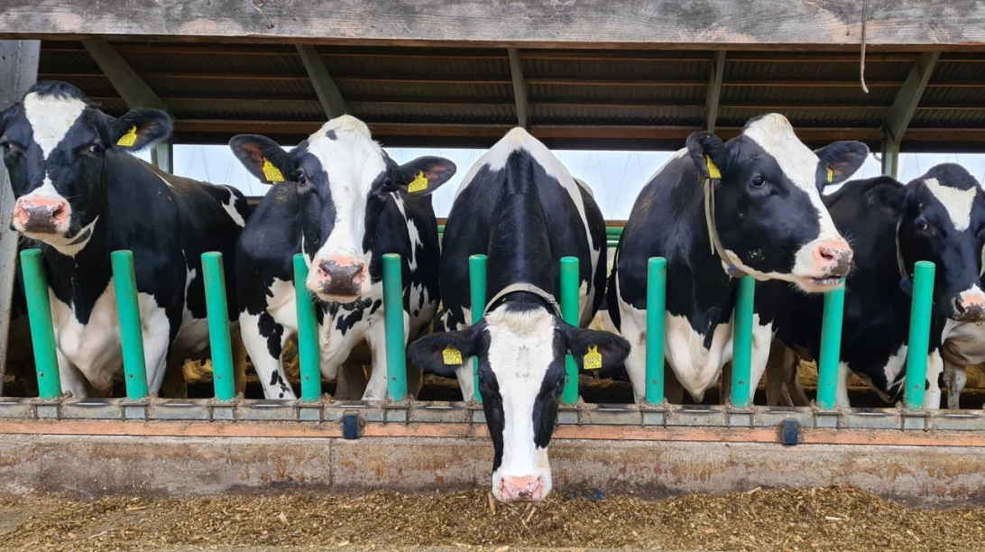 Flex-Feed par Cow-Welfare