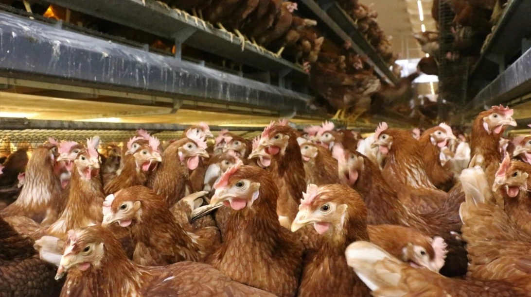 Poules pondeuses