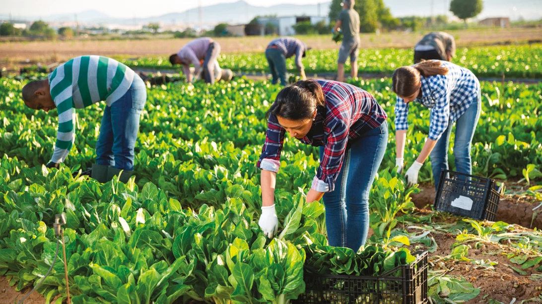 Des travailleurs travaillent dans un champ