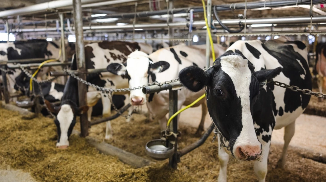 Vaches Holstein
