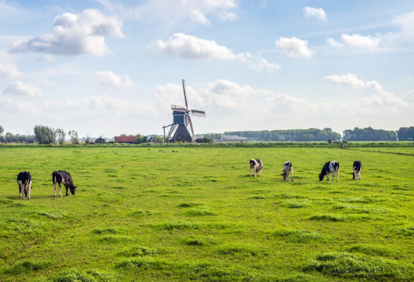 Vaches dans un champ au Pays-Bas