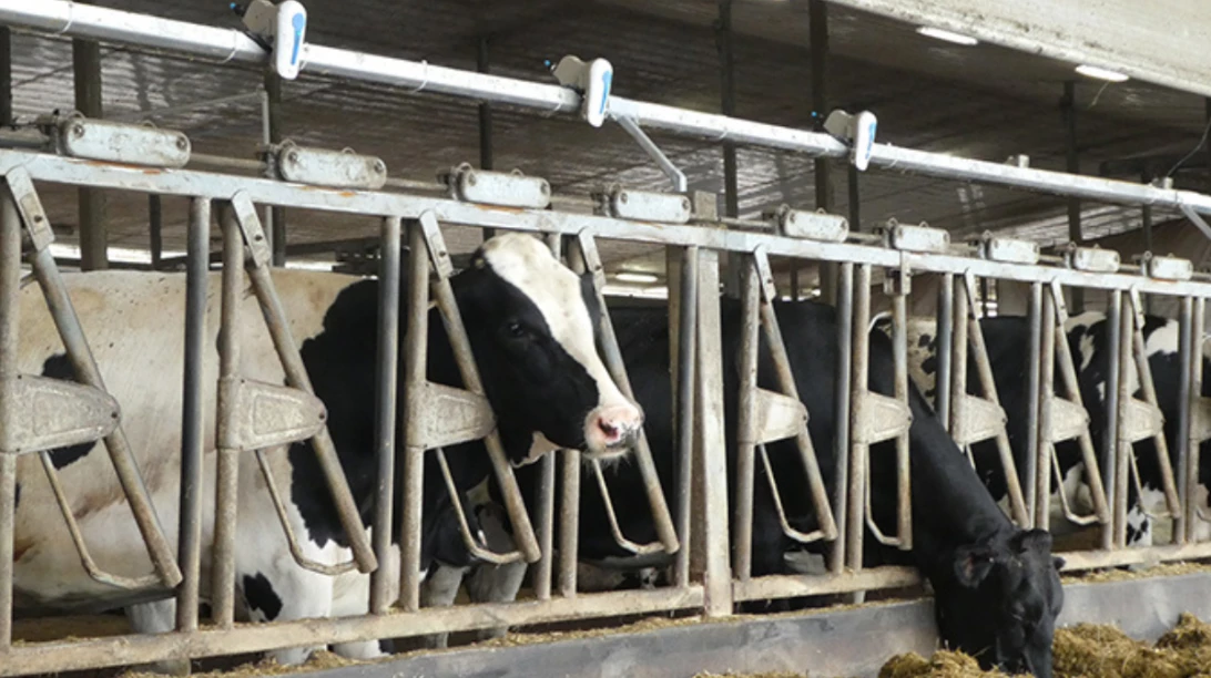 Vaches Holstein avec le Smart Soaker