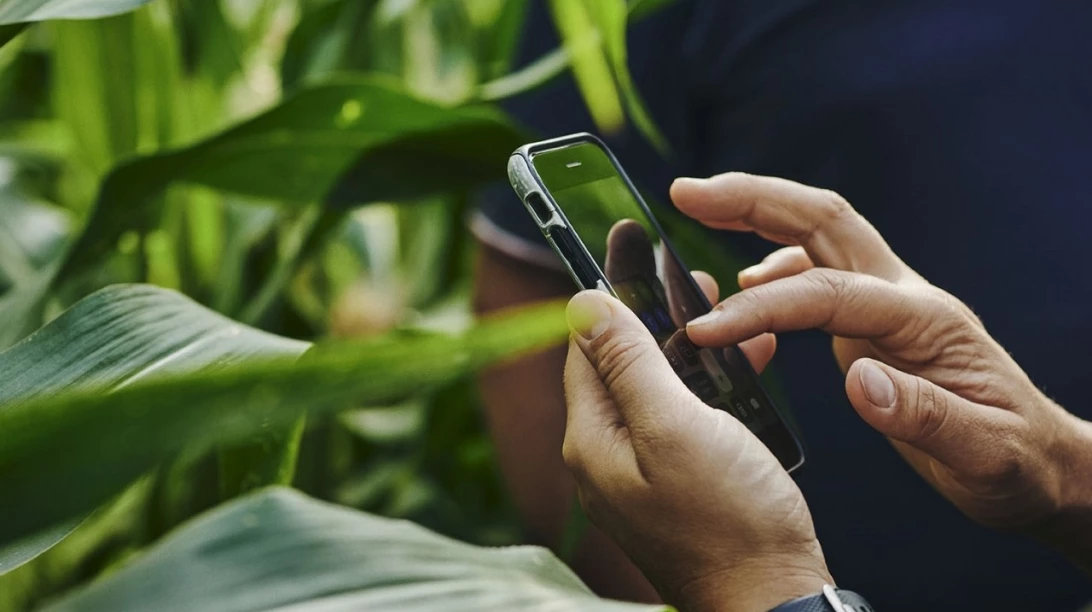 Personne sur son téléphone devant des plans de seigle