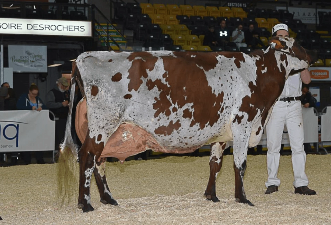 Margot Patagoni, Grande Championne Ayrshire et Réserve Championne Suprême