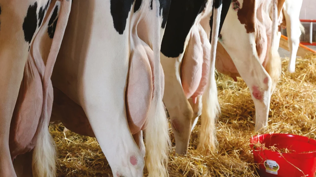 Vaches Holstein vue de derrière