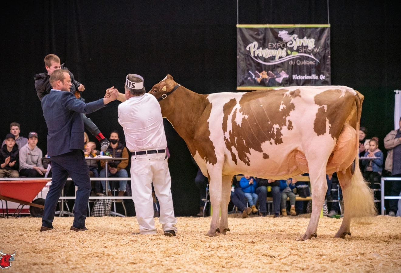 La vache Premium Apple Crisp Lilly TB-89