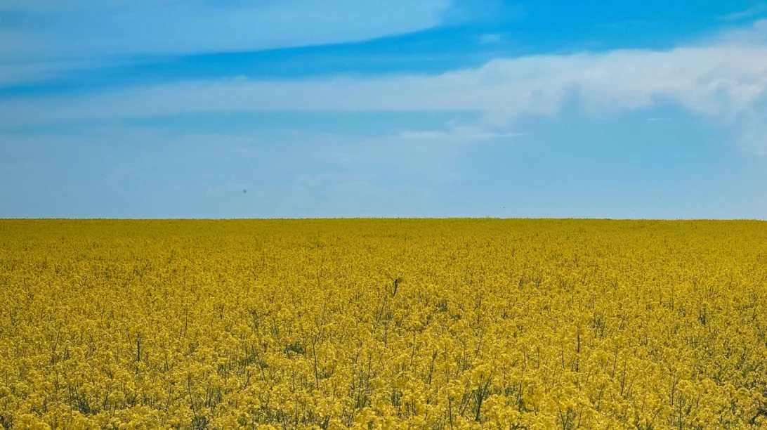 Drapeau de l'Ukraine formé par un paysage agricole