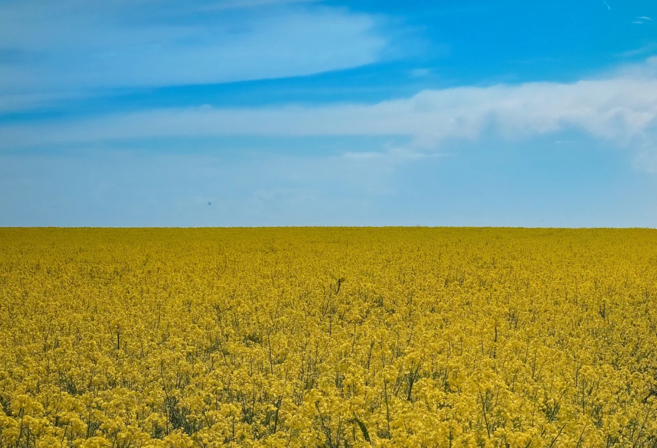 Drapeau de l'Ukraine formé par un paysage agricole