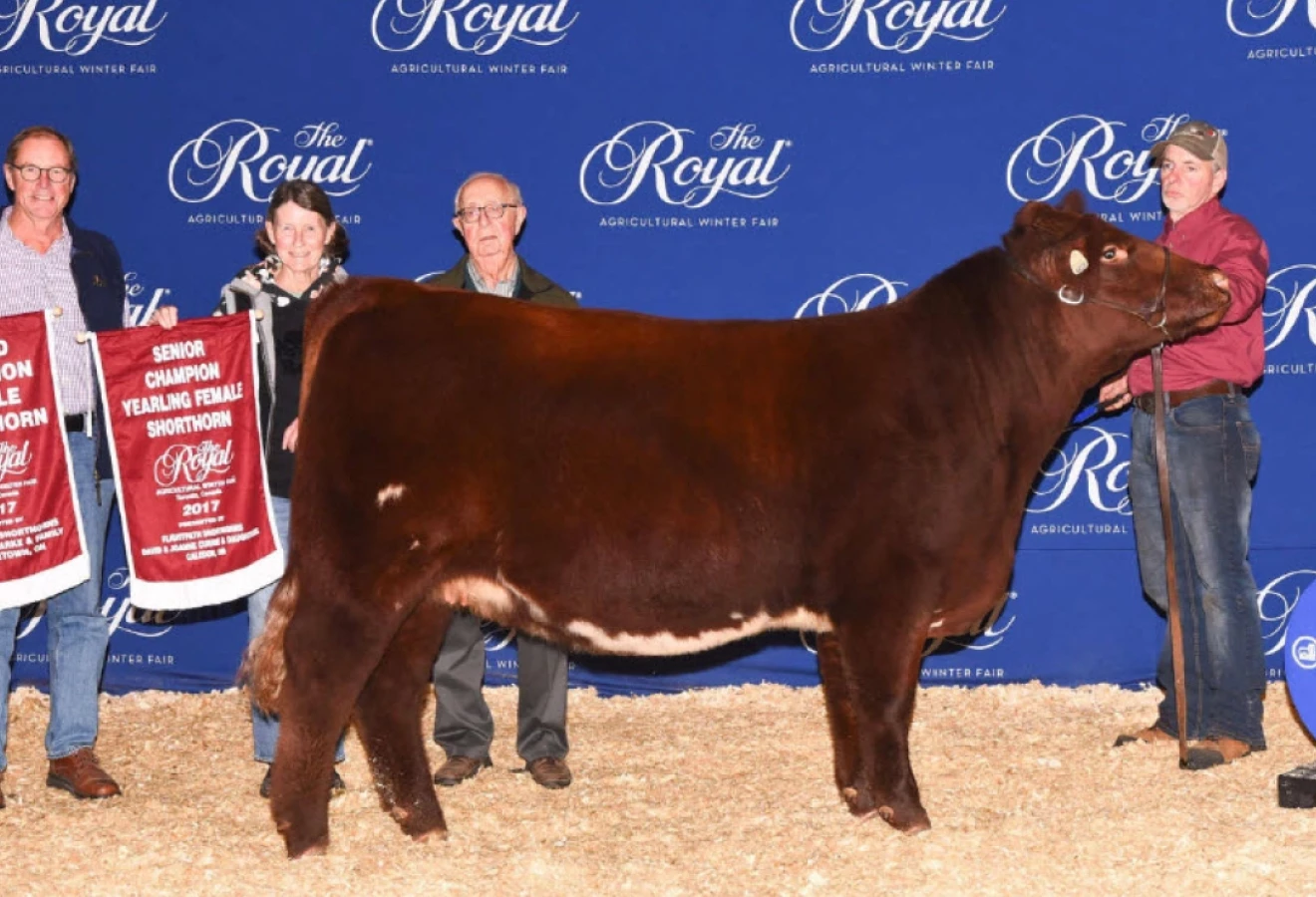 La ferme Shadybrook Shorthorns gagne à la RAWF