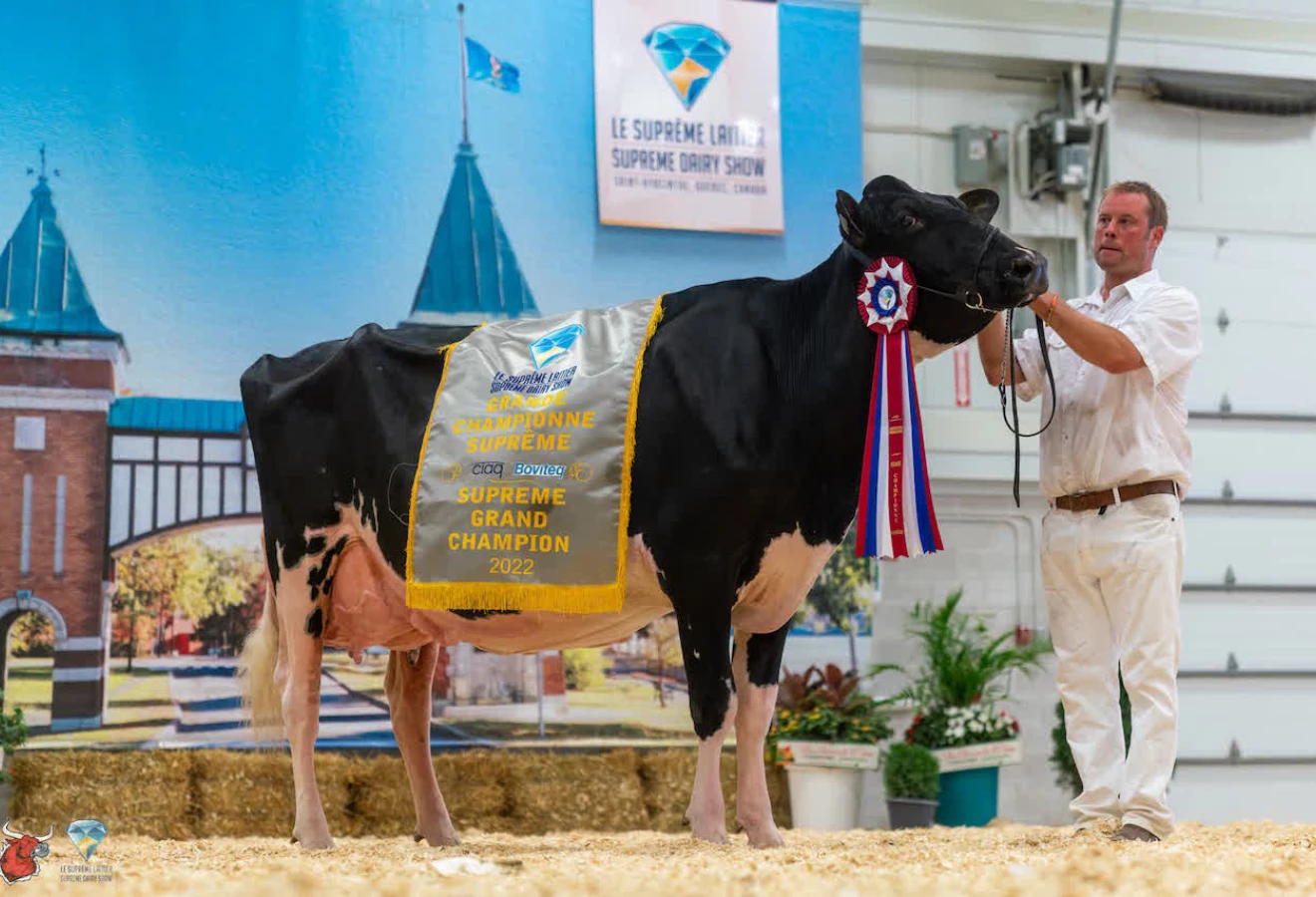 Jacobs Avalanche Bradly, EX 94, propriété de la Ferme Jacobs de Cap Santé