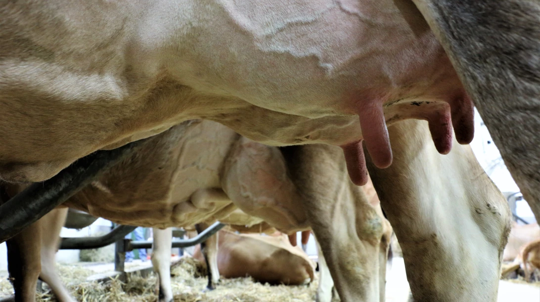 Pis d'une vache laitière