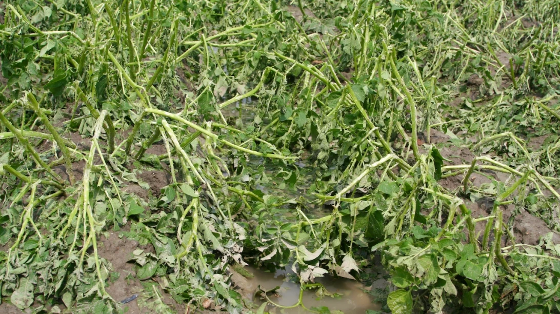 Plantes fanées par les inondations