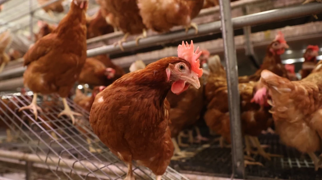 Poules pondeuses
