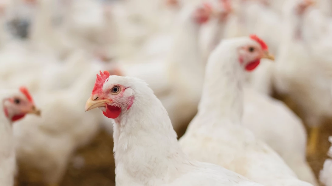 Poules blanches