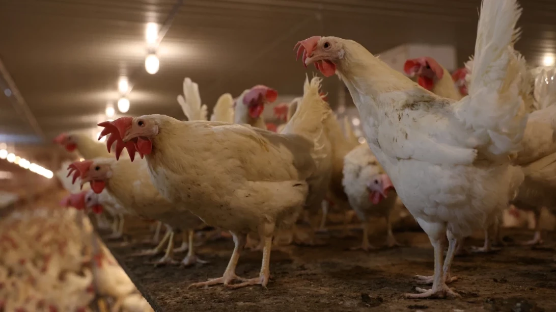 Poules pondeuses