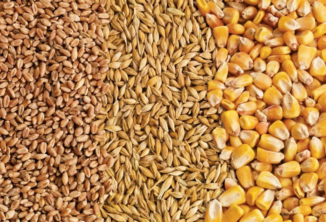 Vente de grains: orge, avoine et maïs
