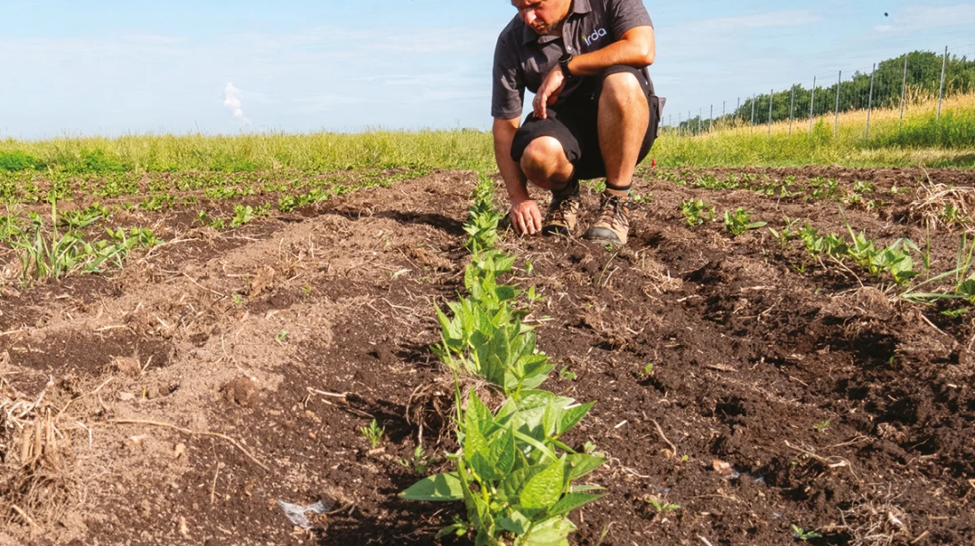 Maxime Lefebvre, chercheur à l’IRDA, chapeaute un projet de recherche pancanadien sur les vers-gris.