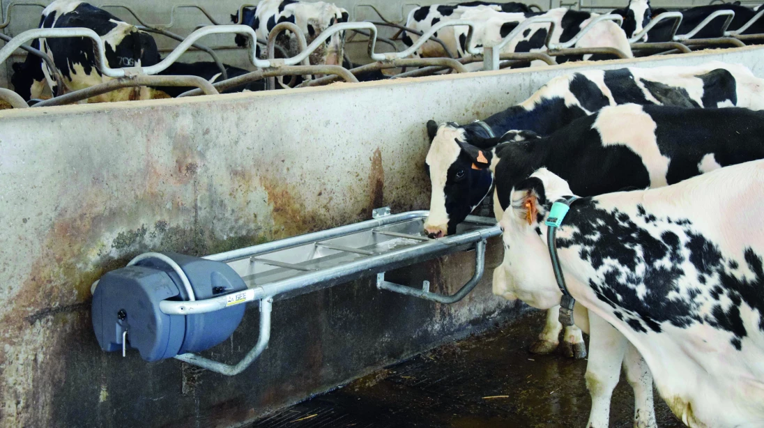 Des vaches s'abreuvent dans un abreuvoir.