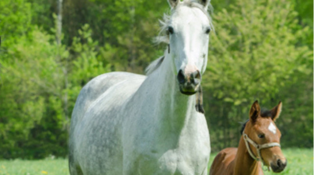 Une jument et son poulain