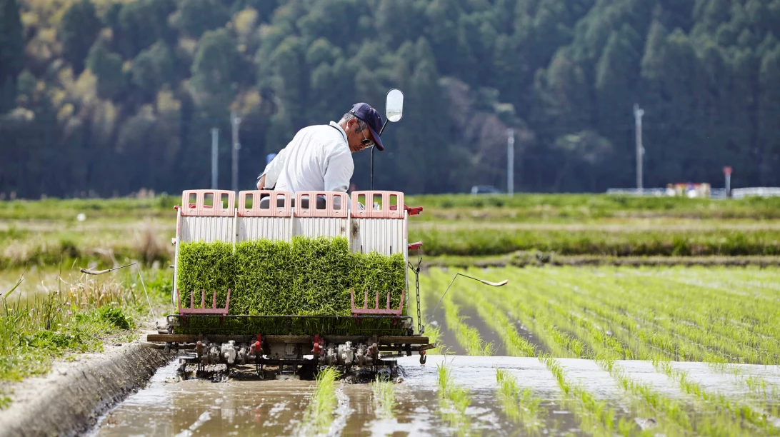 Riziculteur japonais qui récolte son riz