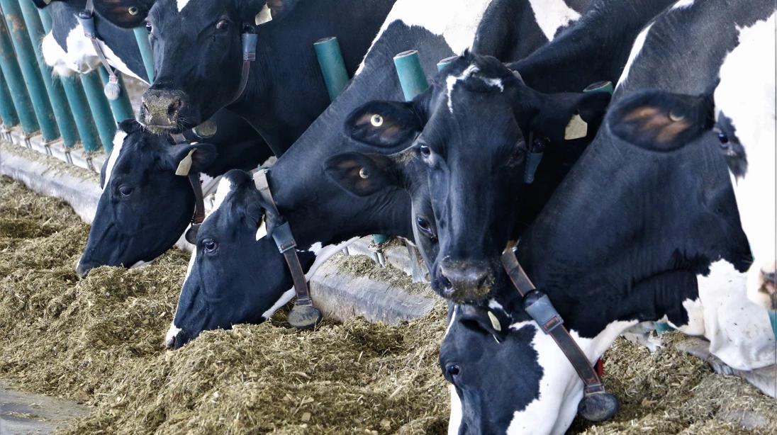 Des vaches laitières consomment du fourrage