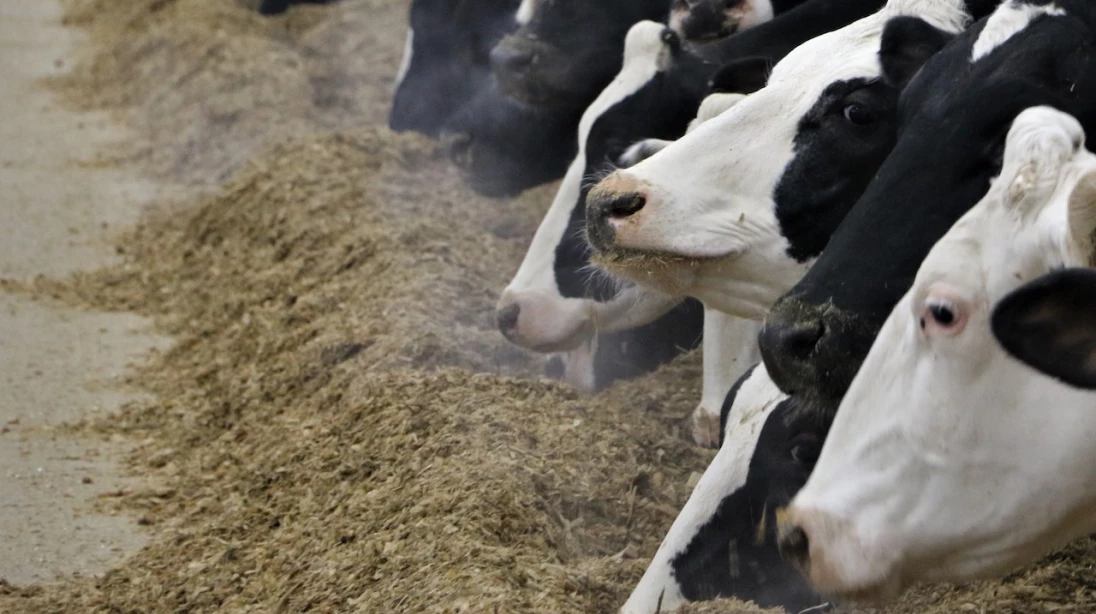 Des vaches en lactation consommant une ration totale mélangée.