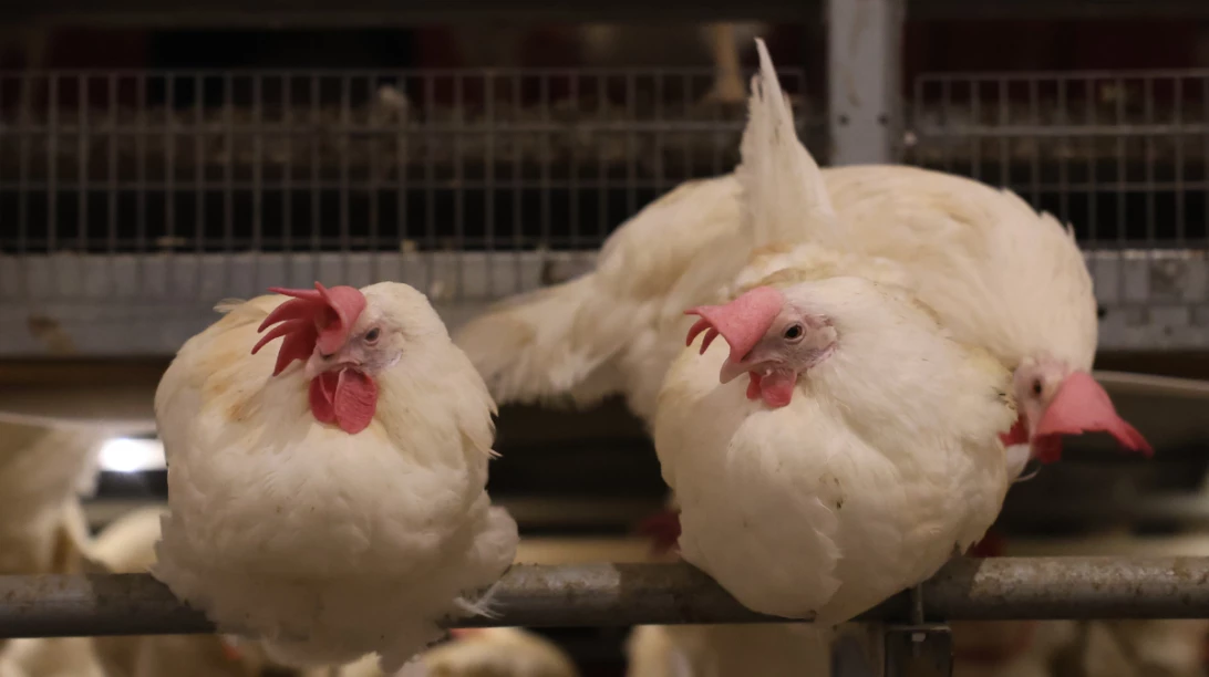 Poules pondeuses