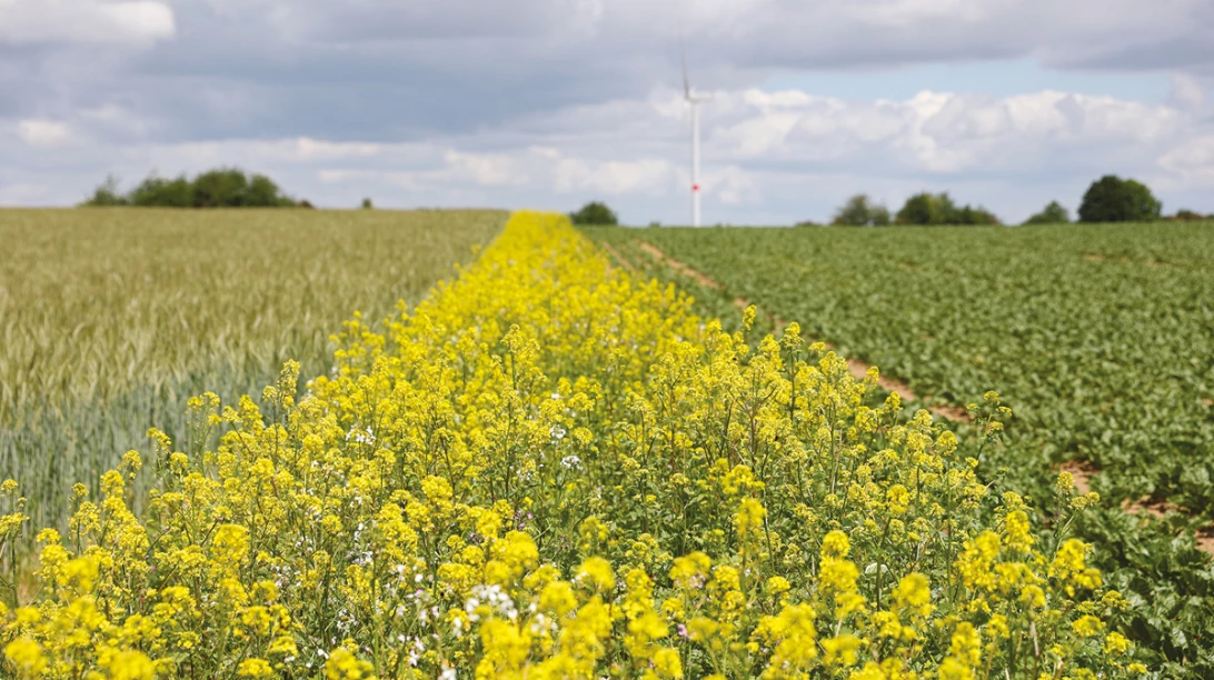 Bandes fleuries en Europe
