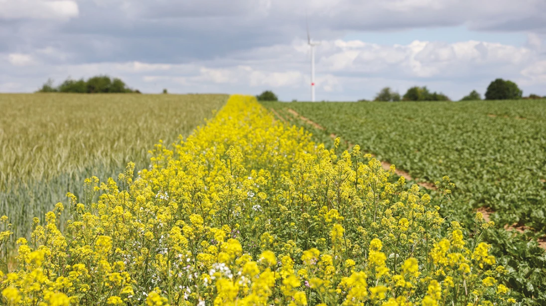 Bandes fleuries en Europe