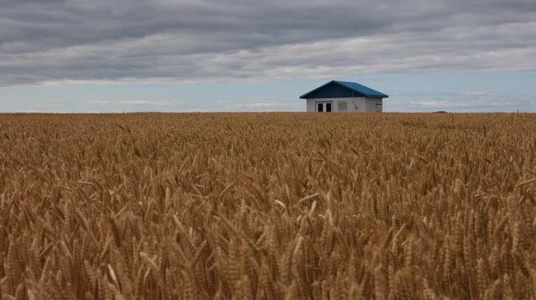 Du blé doré prêt pour la récolte à l'automne