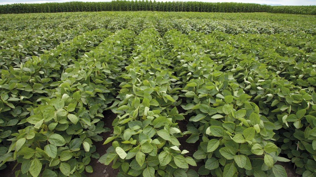 Champ de soya en croissance 