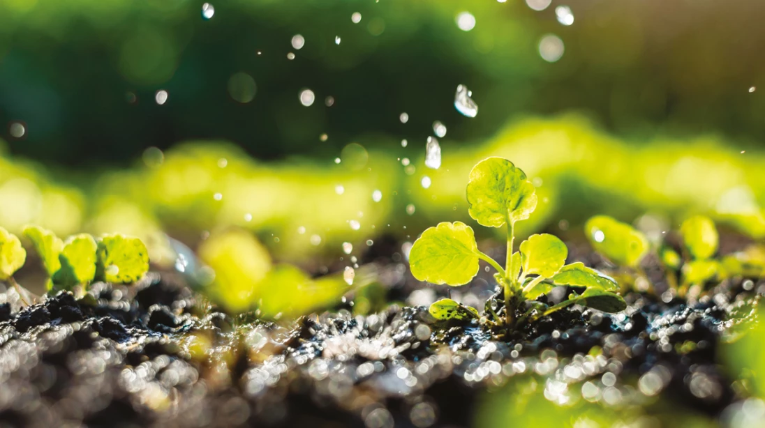 Eau qui tombe sur des pousses