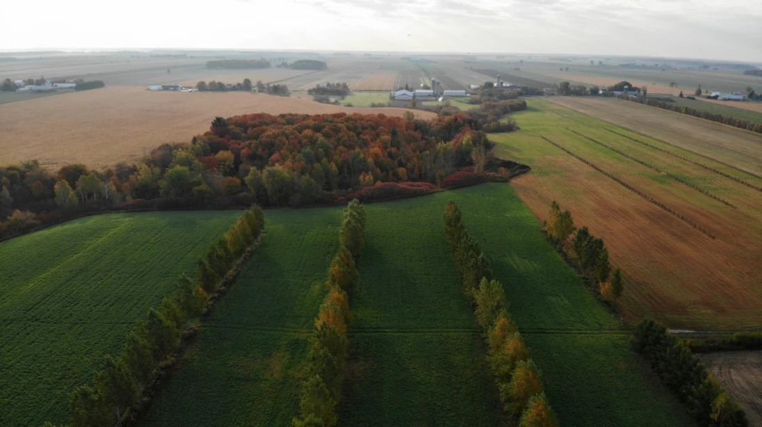 Haies brise-vent d'agroforesterie