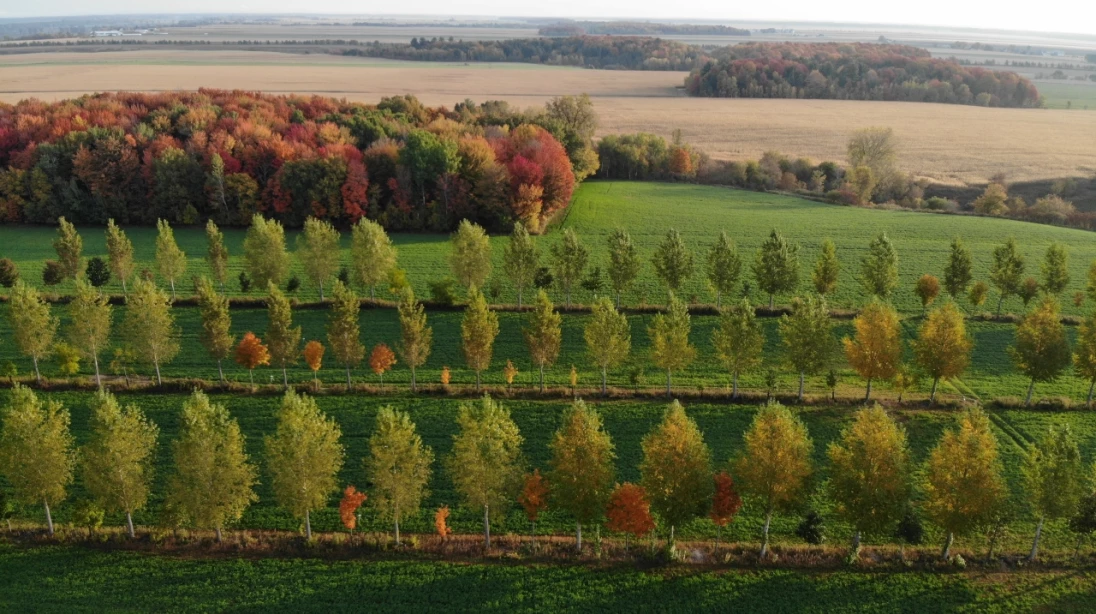 Haies brise-vent d'agroforesterie