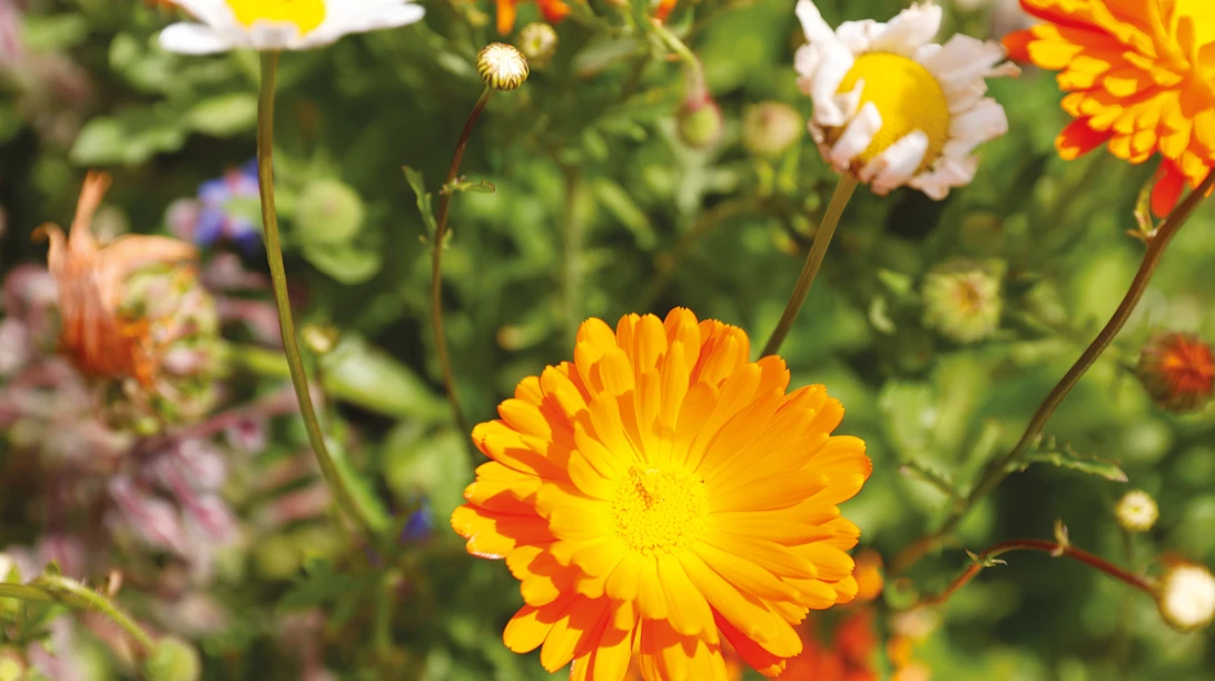 Marguerites blanches et oranges
