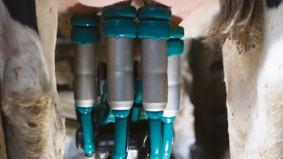 Pie de vache Holstein