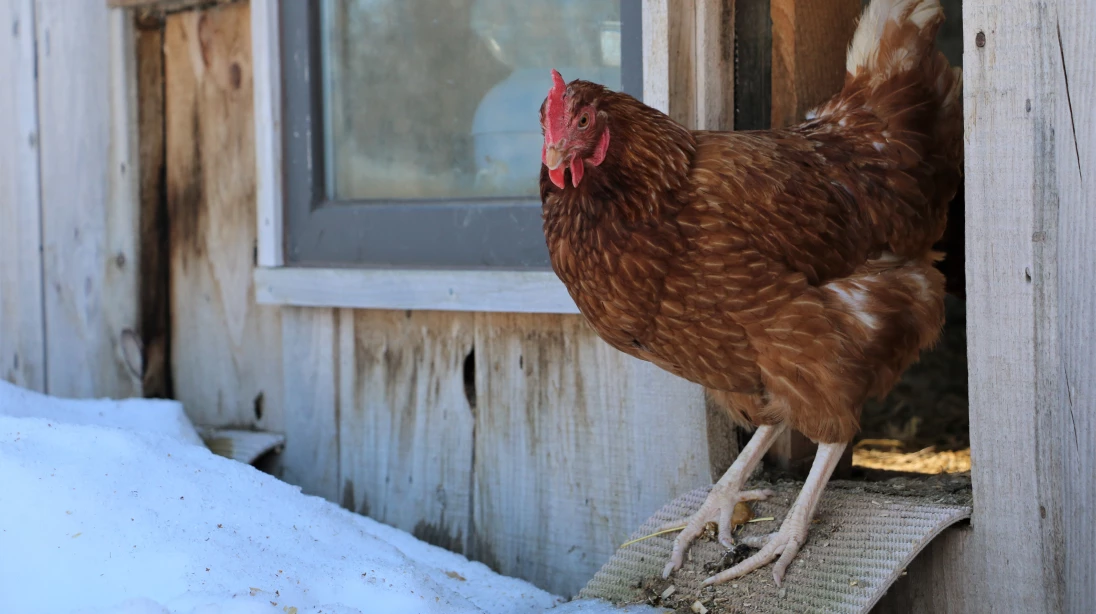 Une poule dans son poulailler urbain en hiver